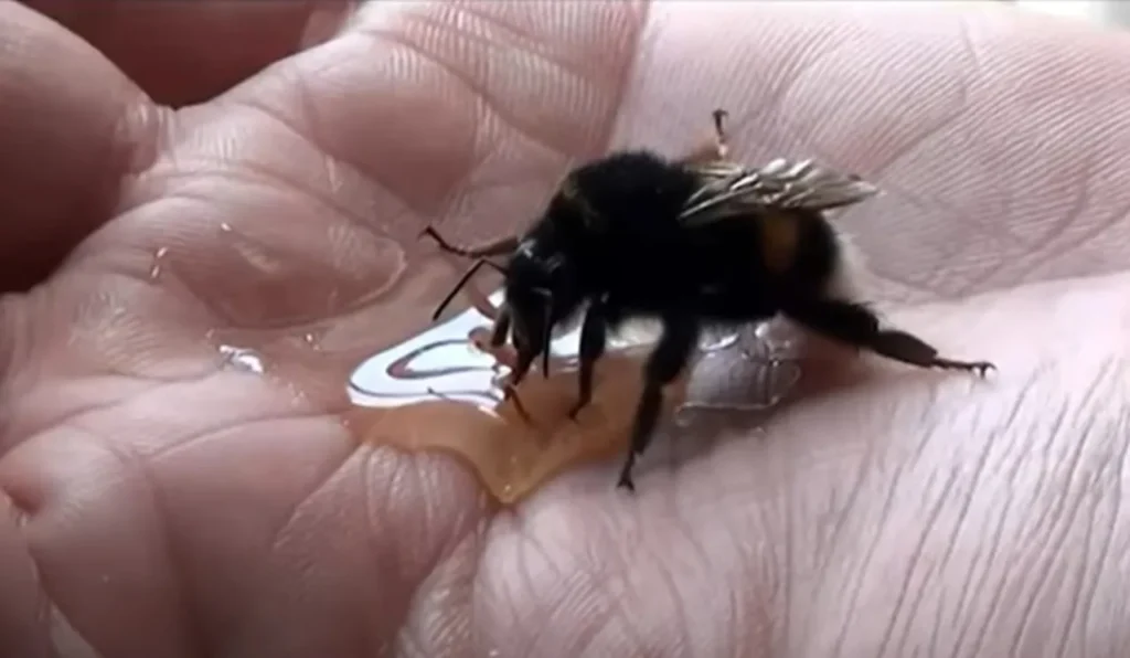 giant bumble bee rescue, bee rescue, dehydrated bee, sugar water for bees, bee kindness, bee compassion, save the bees, bee conservation, pollinator protection, bee-friendly garden, help bees