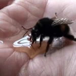 How to Rescue a Dehydrated Bumble Bee