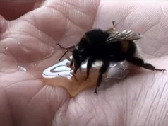 giant bumble bee rescue, bee rescue, dehydrated bee, sugar water for bees, bee kindness, bee compassion, save the bees, bee conservation, pollinator protection, bee-friendly garden, help bees