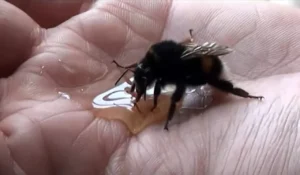 giant bumble bee rescue, bee rescue, dehydrated bee, sugar water for bees, bee kindness, bee compassion, save the bees, bee conservation, pollinator protection, bee-friendly garden, help bees