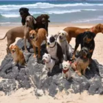 Unleashing Joy: Off-Leash Training & Fun Dog Outings
