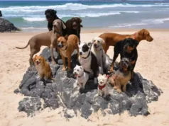 Off-Leash Dog Training, Doggy Outing Services, Beach Adventures for Dogs, Skateboarding Cat Didga, Dog Socialization Activities, Pet Training and Fun, Canine Beach Playtime, Advanced Dog Obedience, Unique Pet Experiences, Interactive Dog Playgroups