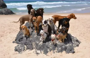 Off-Leash Dog Training, Doggy Outing Services, Beach Adventures for Dogs, Skateboarding Cat Didga, Dog Socialization Activities, Pet Training and Fun, Canine Beach Playtime, Advanced Dog Obedience, Unique Pet Experiences, Interactive Dog Playgroups