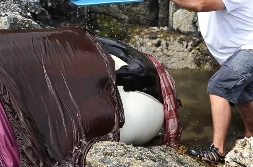 Orca Rescue Efforts, Marine Conservation Awareness, British Columbia Whale Saving, Stranded Whale Rescue Operation, Killer Whale Protection Measures, Marine Wildlife Rescue Stories, Ocean Conservation Initiatives, Collaborative Sea Animal Rescues, Endangered Whale Preservation, Impact of Whale Conservation