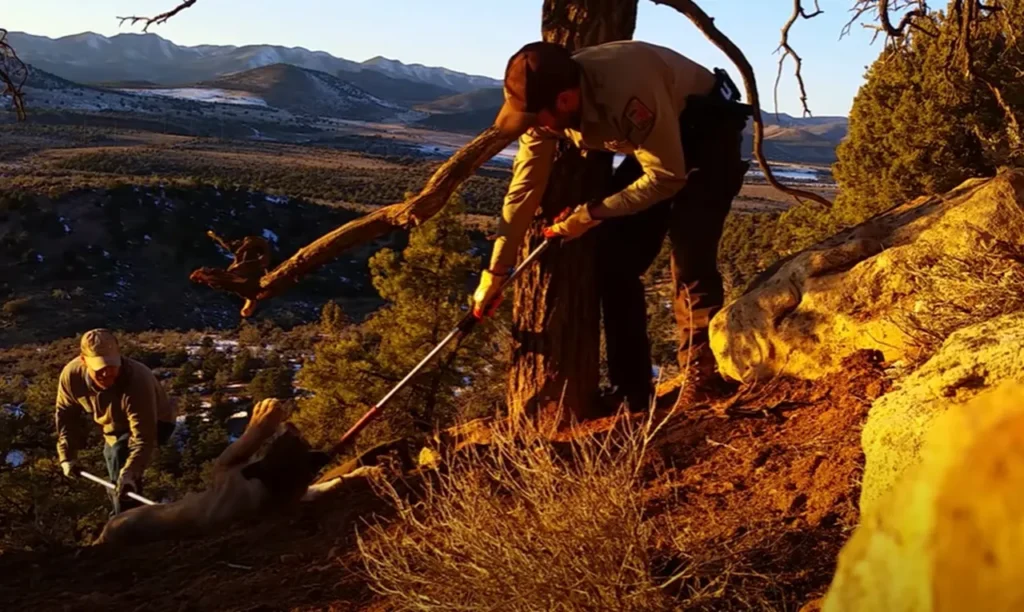 wild cougar rescue, cougar in trap, cougar rescue Utah, wildlife rescue, wildlife officers, animal rescue, cougar trapped, cougar in danger, cougar rescue story, cougar rescue video