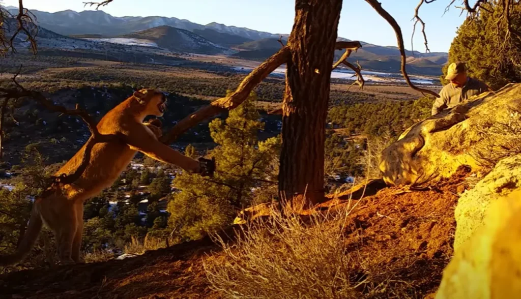 wild cougar rescue, cougar in trap, cougar rescue Utah, wildlife rescue, wildlife officers, animal rescue, cougar trapped, cougar in danger, cougar rescue story, cougar rescue video