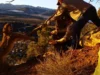 wild cougar rescue, cougar in trap, cougar rescue Utah, wildlife rescue, wildlife officers, animal rescue, cougar trapped, cougar in danger, cougar rescue story, cougar rescue video