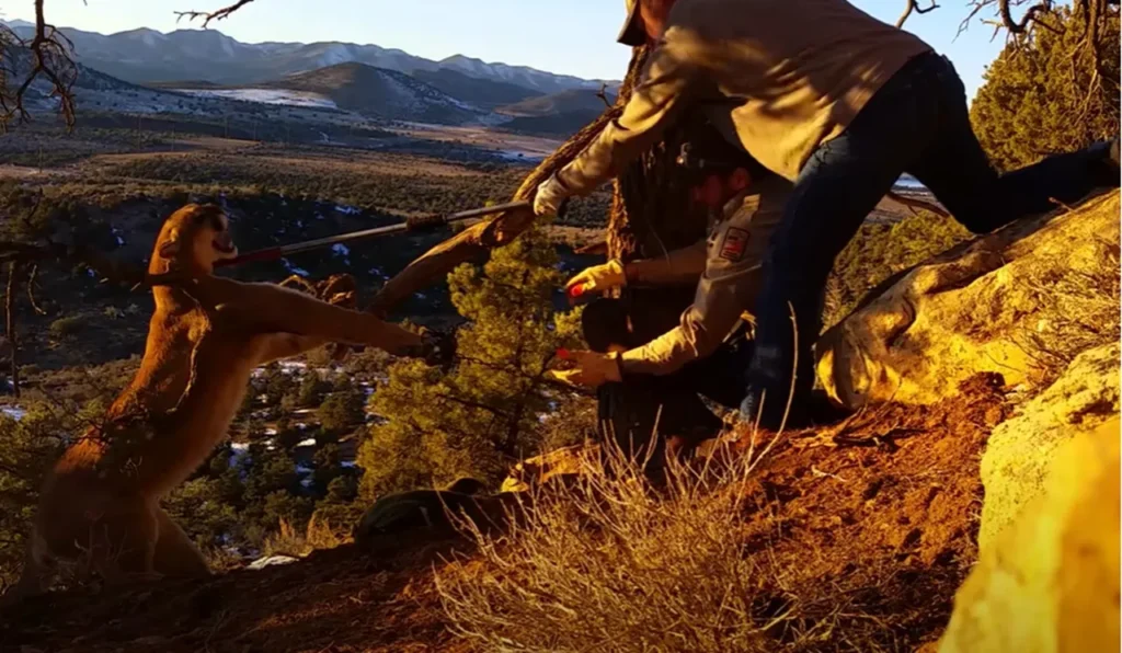 wild cougar rescue, cougar in trap, cougar rescue Utah, wildlife rescue, wildlife officers, animal rescue, cougar trapped, cougar in danger, cougar rescue story, cougar rescue video