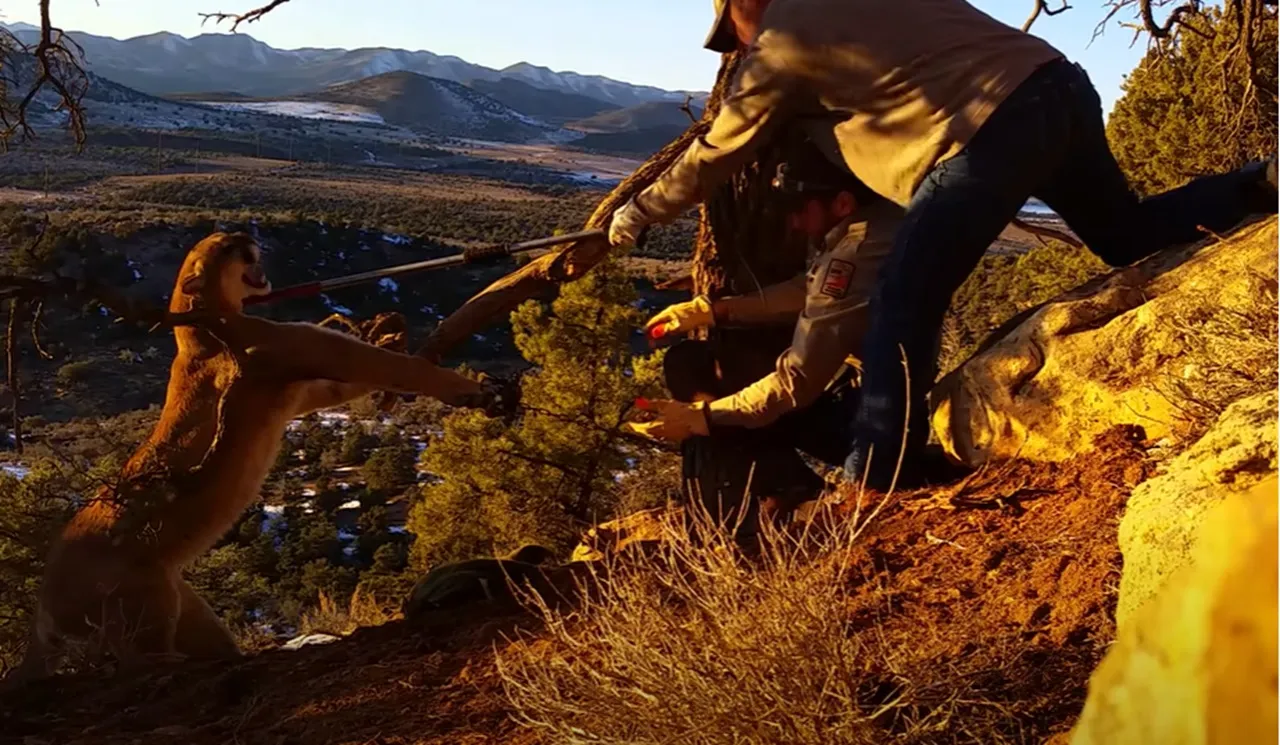 wild cougar rescue, cougar in trap, cougar rescue Utah, wildlife rescue, wildlife officers, animal rescue, cougar trapped, cougar in danger, cougar rescue story, cougar rescue video