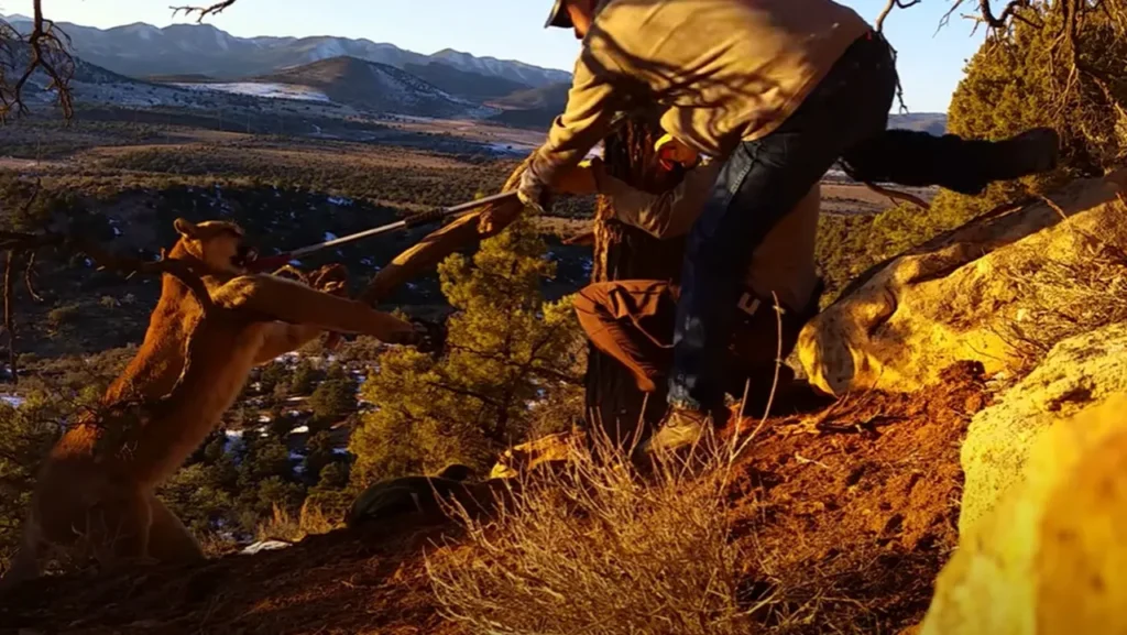 wild cougar rescue, cougar in trap, cougar rescue Utah, wildlife rescue, wildlife officers, animal rescue, cougar trapped, cougar in danger, cougar rescue story, cougar rescue video