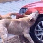 Heartless Man Tries To Kick A Dog