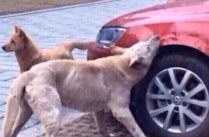 dog,karma,cruel,heartless,hilarious,