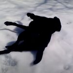 He Record His Dog Playing In The Snow