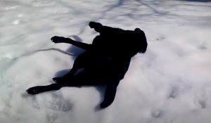 dog,playing animals,playing dogs,playing pets,fynny,animals,pets,dogs,funniest video for dogs,animals in snow,best animals in snow,cutest animals in snow,animals playing in snow,viral video,viral post,viral stories