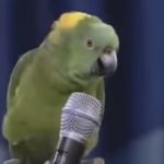 She Brought Her Parrot Up Onstage.