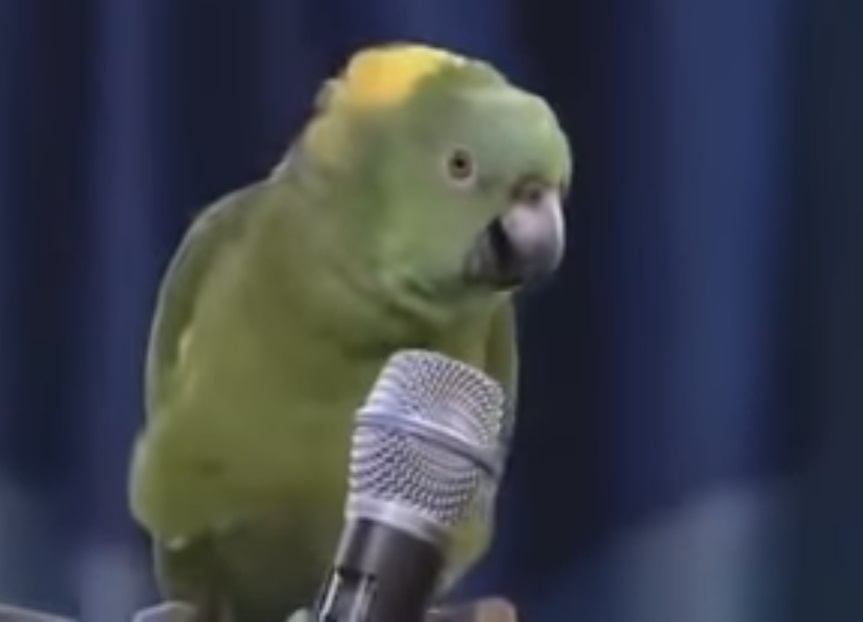 singing bird,parrot sing,parrot,bird,beautiful,amazing,lovely,very special,amazing bird,amazing parrot,talented parrot,talented bird,bird with skills,speaking bird,speaking parrot