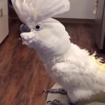 This White Cockatoo Loves To Dance. But Wait Till You See What He Does At The End! HILARIOUS!
