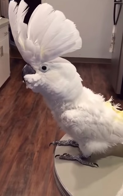 viral video,Cockatoo video,bird video,most viewed,best video for birds,most viewed birds,rare birds,rarest birds,amazing cockatoo,smartest birds,speaking birds,video for speaking birds