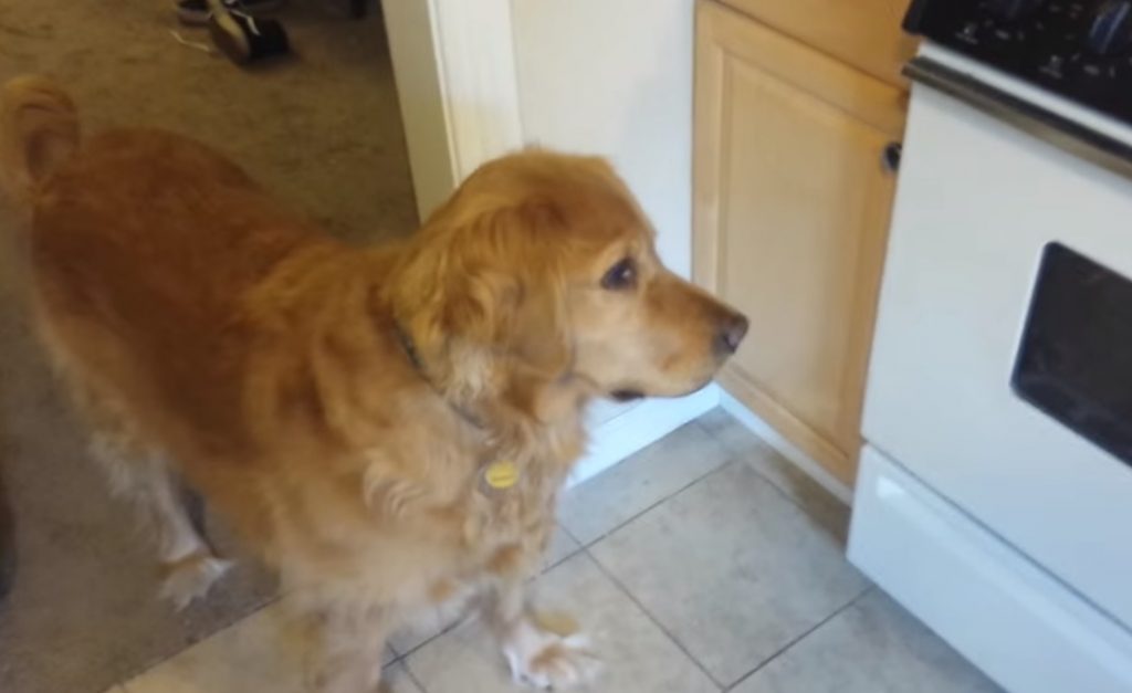 dog food solution,best video,viral video,most viewed,amazing posts,viral posts ,viral video for dogs,most viewed video,best of,cool video,free food for dogs,food for dogs,clever way to make food for dogs