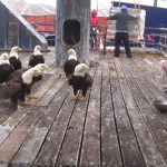 Feeding A Huge Flock Of Bald Eagles.