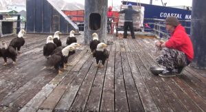 viral,video,eagles,feeding eagles,feeding birds,birds,video,viral video,fisherman,fish,sea,boat,eagle in the boat