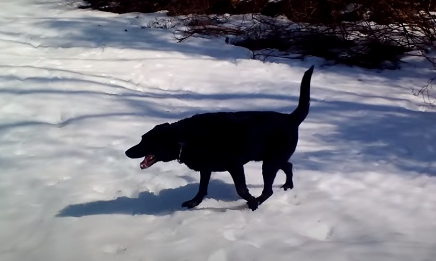 dog,playing animals,playing dogs,playing pets,fynny,animals,pets,dogs,funniest video for dogs,animals in snow,best animals in snow,cutest animals in snow,animals playing in snow,viral video,viral post,viral stories