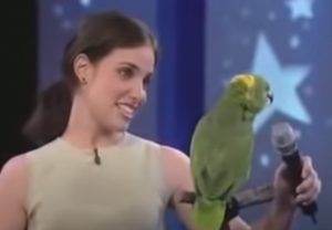 singing bird,parrot sing,parrot,bird,beautiful,amazing,lovely,very special,amazing bird,amazing parrot,talented parrot,talented bird,bird with skills,speaking bird,speaking parrot