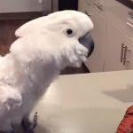 This White Cockatoo Loves To Dance. But Wait Till You See What He Does At The End! HILARIOUS!