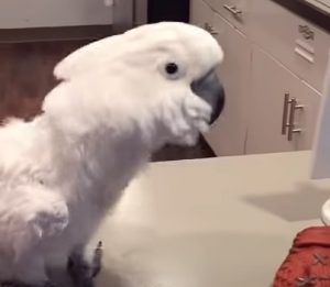 viral video,Cockatoo video,bird video,most viewed,best video for birds,most viewed birds,rare birds,rarest birds,amazing cockatoo,smartest birds,speaking birds,video for speaking birds
