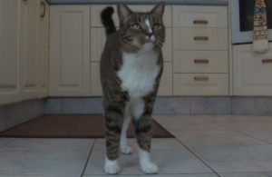 viral,bestof,video for cats,best cats videos,most viewed posts,most shared posts,viral articles for cats,cats 's best video,cats life,most famous cat,cats goes viral