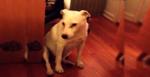 viral video,most viewed,dogs video,best dogs video,funniest videos maded at home,home maded videos,pets video,viral pets video,amazing stories,site for viral videos,dogs goes vieal,best articles for dogs,most shared posts,most liked posts,stuff for dogs,best videos,most watched videos