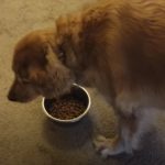 Picky eater doesn’t like her dry dog food