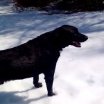 He Record His Dog Playing In The Snow