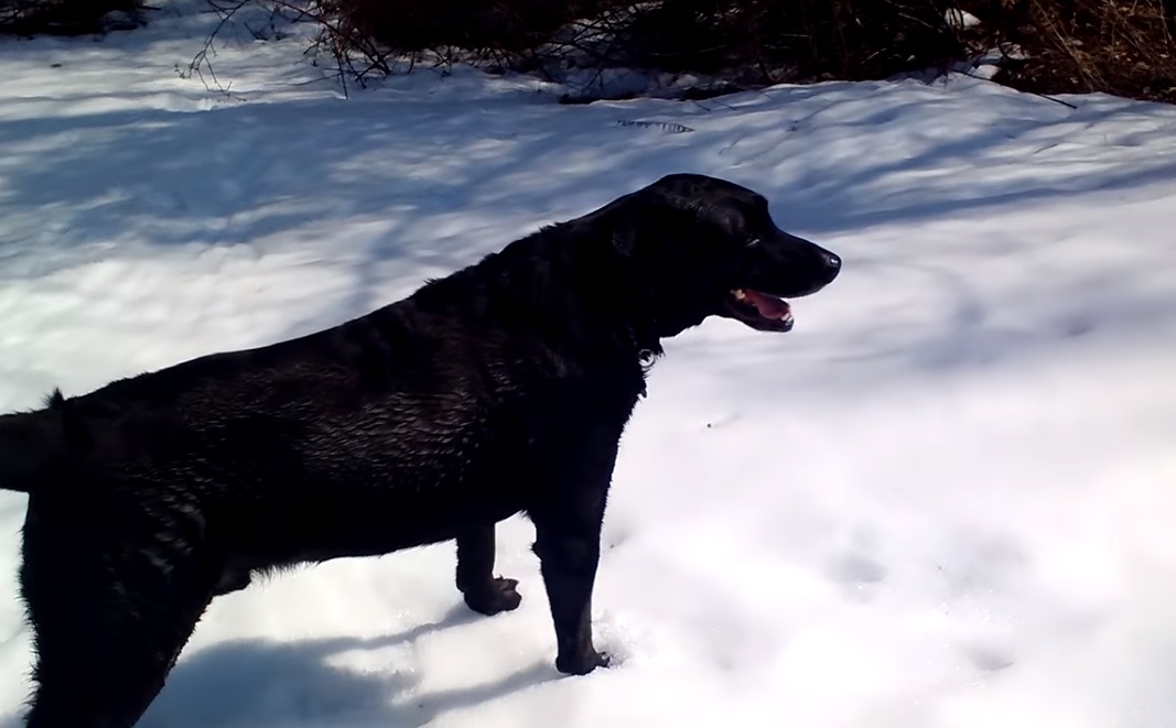 dog,playing animals,playing dogs,playing pets,fynny,animals,pets,dogs,funniest video for dogs,animals in snow,best animals in snow,cutest animals in snow,animals playing in snow,viral video,viral post,viral stories