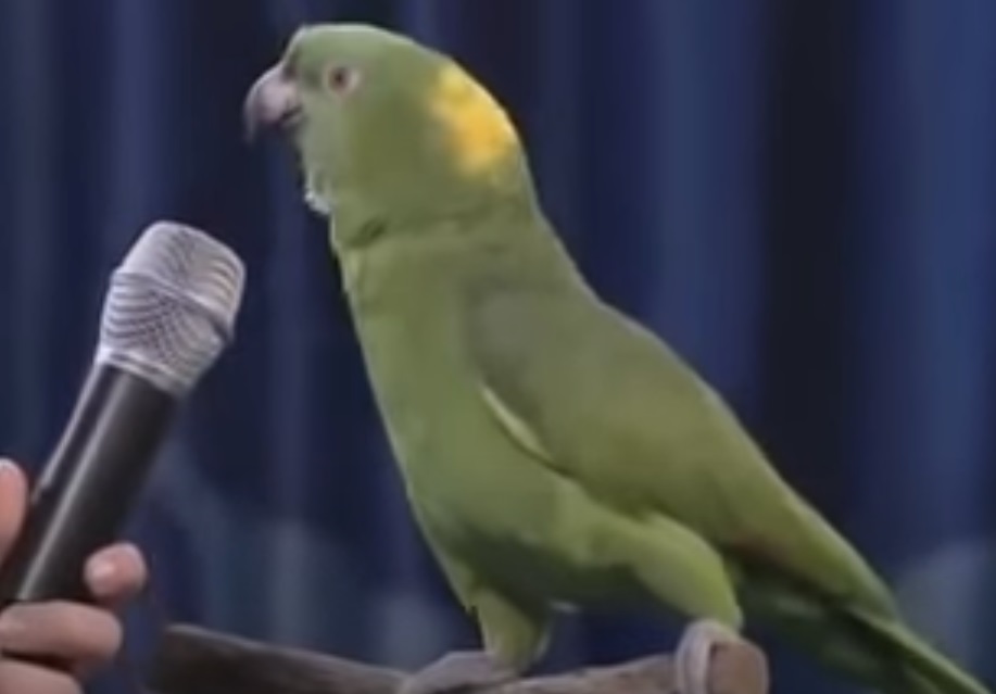 singing bird,parrot sing,parrot,bird,beautiful,amazing,lovely,very special,amazing bird,amazing parrot,talented parrot,talented bird,bird with skills,speaking bird,speaking parrot