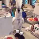 This White Cockatoo Loves To Dance. But Wait Till You See What He Does At The End! HILARIOUS!
