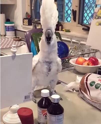 viral video,Cockatoo video,bird video,most viewed,best video for birds,most viewed birds,rare birds,rarest birds,amazing cockatoo,smartest birds,speaking birds,video for speaking birds