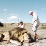 Trophy Hunters Killed A Lion. But Wait Till You See What Happens In A Few Seconds – Chilling!