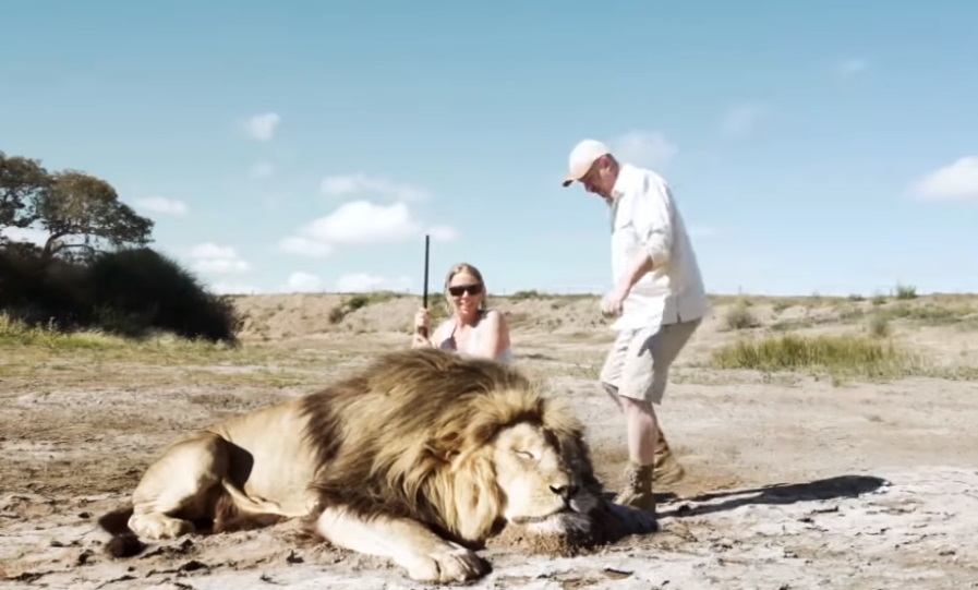 viral video,lionhunters,most viewed,video,viral,best of,most shared,best of,so dangerous,dangerous videos,dangerous animals in video,animals,lion,wildlife,hunters,best tools for hunters,video for hunters,best hunting video