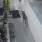 Dog Walks Into A Store On Christmas Day. What The Camera Caught Him Doing? Nooo Way