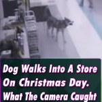 Dog Walks Into A Store On Christmas Day. What The Camera Caught Him Doing? Nooo Way