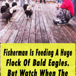 Feeding A Huge Flock Of Bald Eagles.