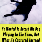 He Record His Dog Playing In The Snow