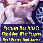 Heartless Man Tries To Kick A Dog