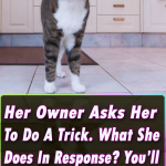 Her Owner Asks Her To Do A Trick. What She Does In Response? You’ll NOT Believe Your Eyes!