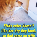 Picky eater doesn’t like her dry dog food