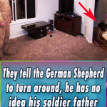 They tell the German Shepherd to turn around