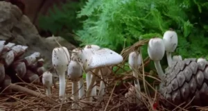 time lapse photography for beginners, time lapse nature videos, the secret life of mushrooms, benefits of fungi for the environment, time lapse camera for nature, Paul Stamets time lapse fungi, unseen beauty of nature, sped up nature video, time lapse photography techniques, create a time lapse video