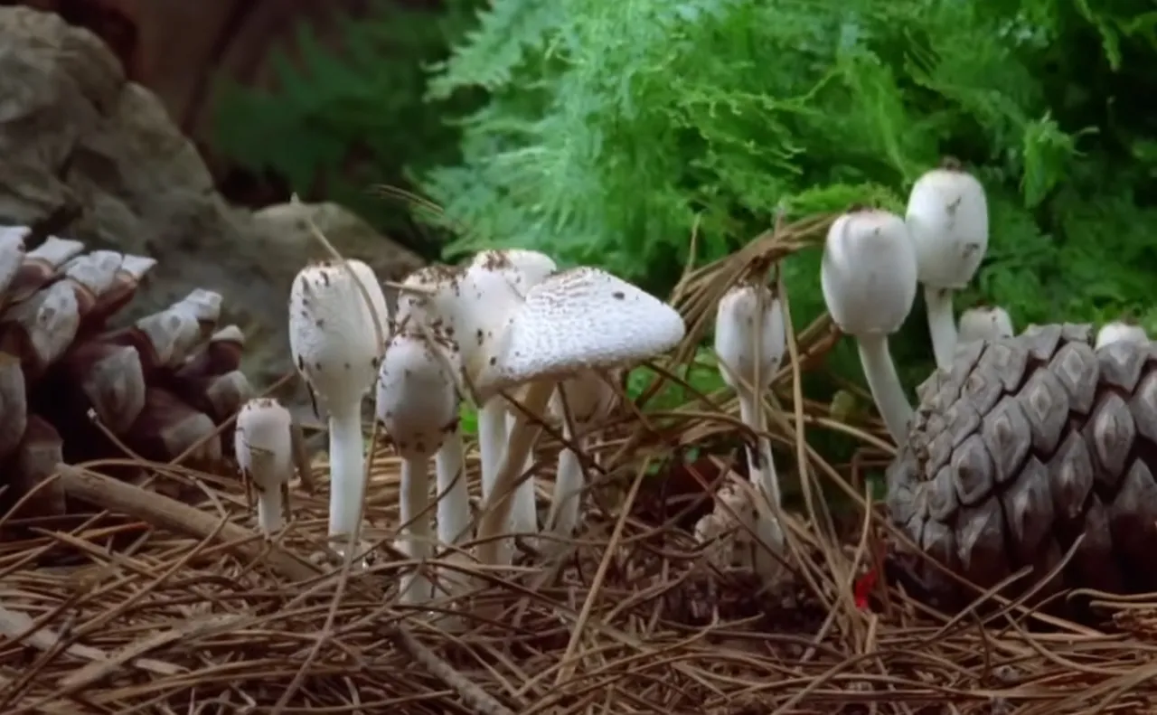time lapse photography for beginners, time lapse nature videos, the secret life of mushrooms, benefits of fungi for the environment, time lapse camera for nature, Paul Stamets time lapse fungi, unseen beauty of nature, sped up nature video, time lapse photography techniques, create a time lapse video