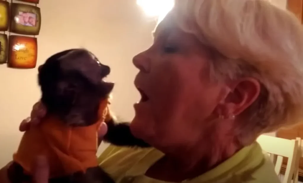 pet monkey adoption, baby capuchin monkey, exotic pets, responsible pet ownership, monkey as a pet, ethical pet adoption, challenges of monkey ownership, hilarious animal reunions, monkey care guide, unique pets for adoption